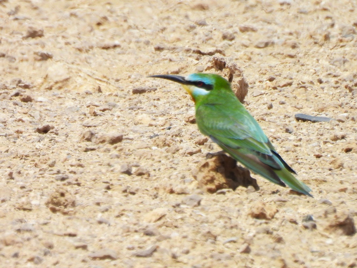 Blue-cheeked Bee-eater - ML618151239