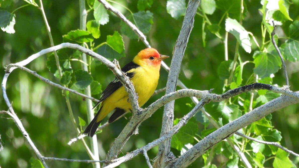 Western Tanager - ML618151250