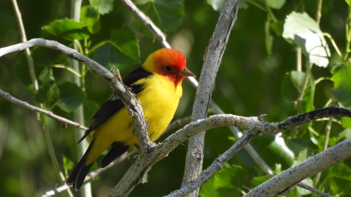 Western Tanager - ML618151253
