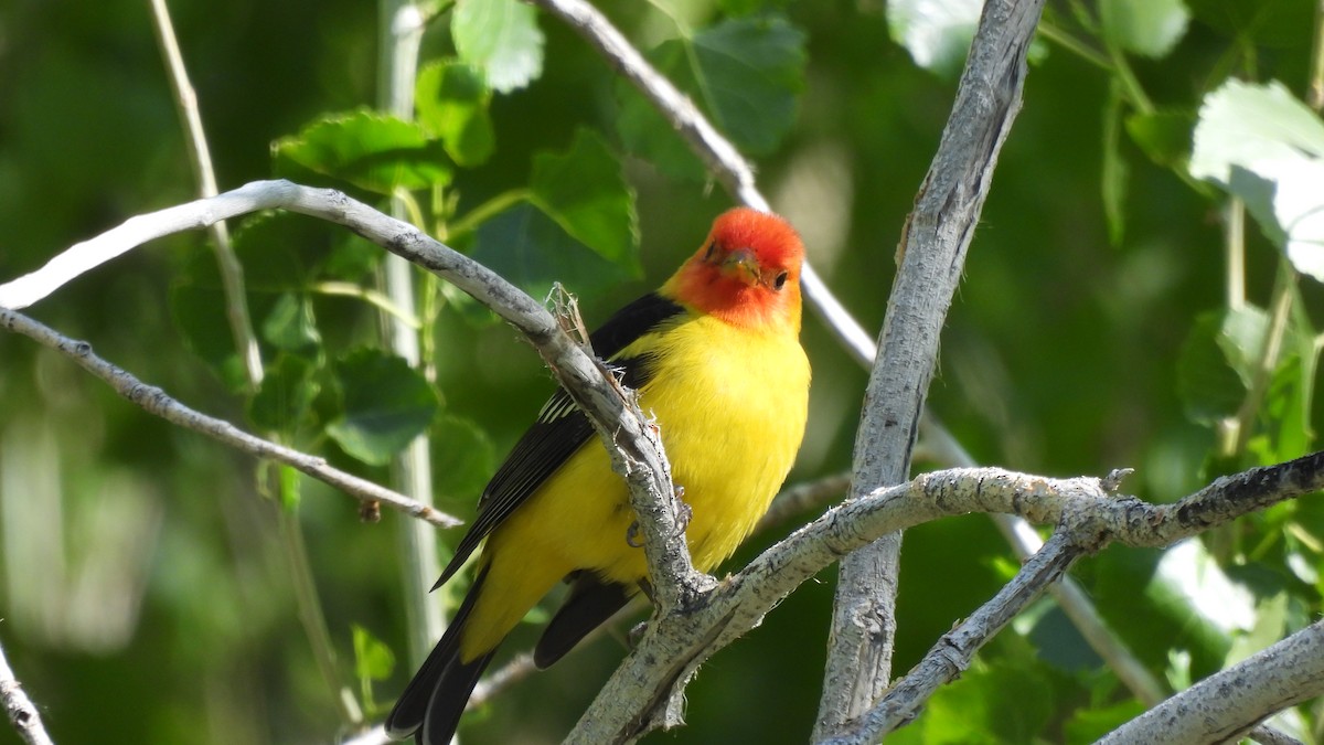Western Tanager - ML618151254