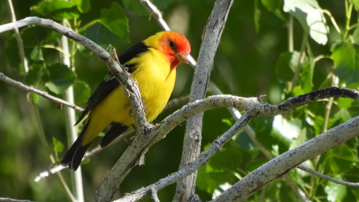 Western Tanager - ML618151255