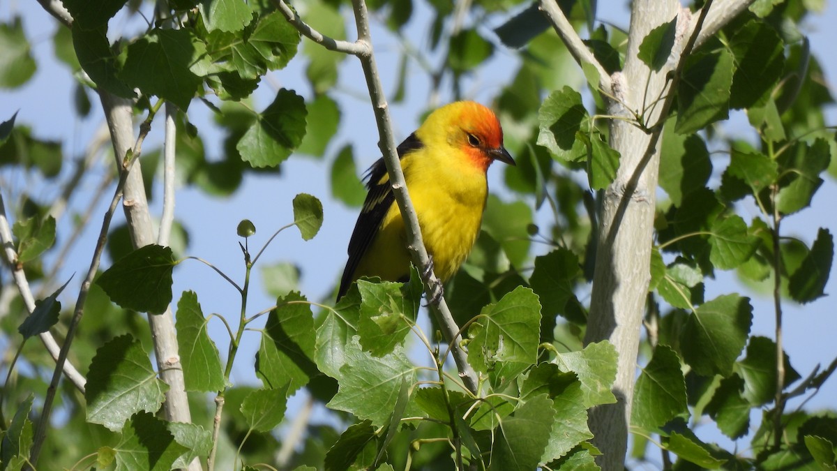 Western Tanager - ML618151256