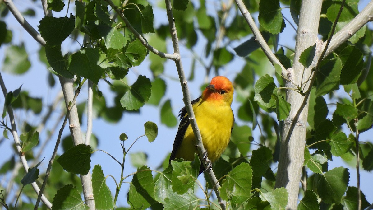 Western Tanager - ML618151257