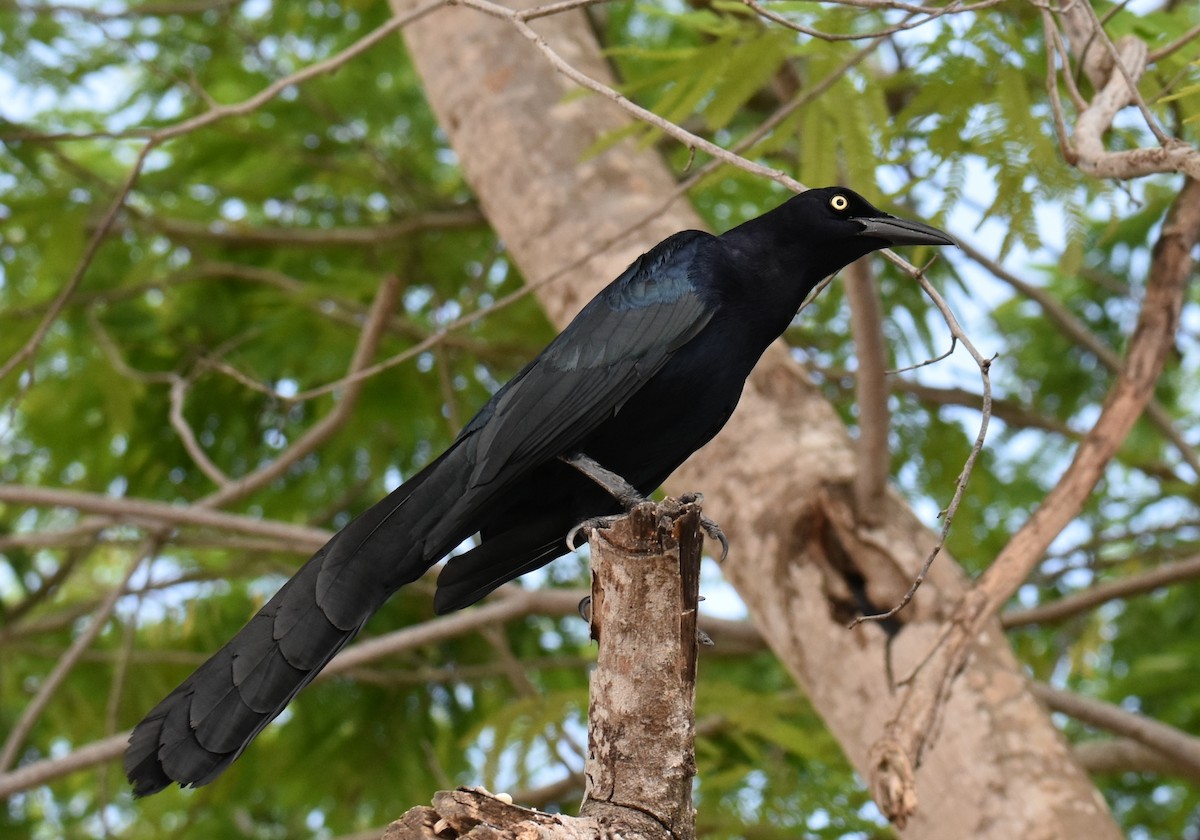 Great-tailed Grackle - ML618151261