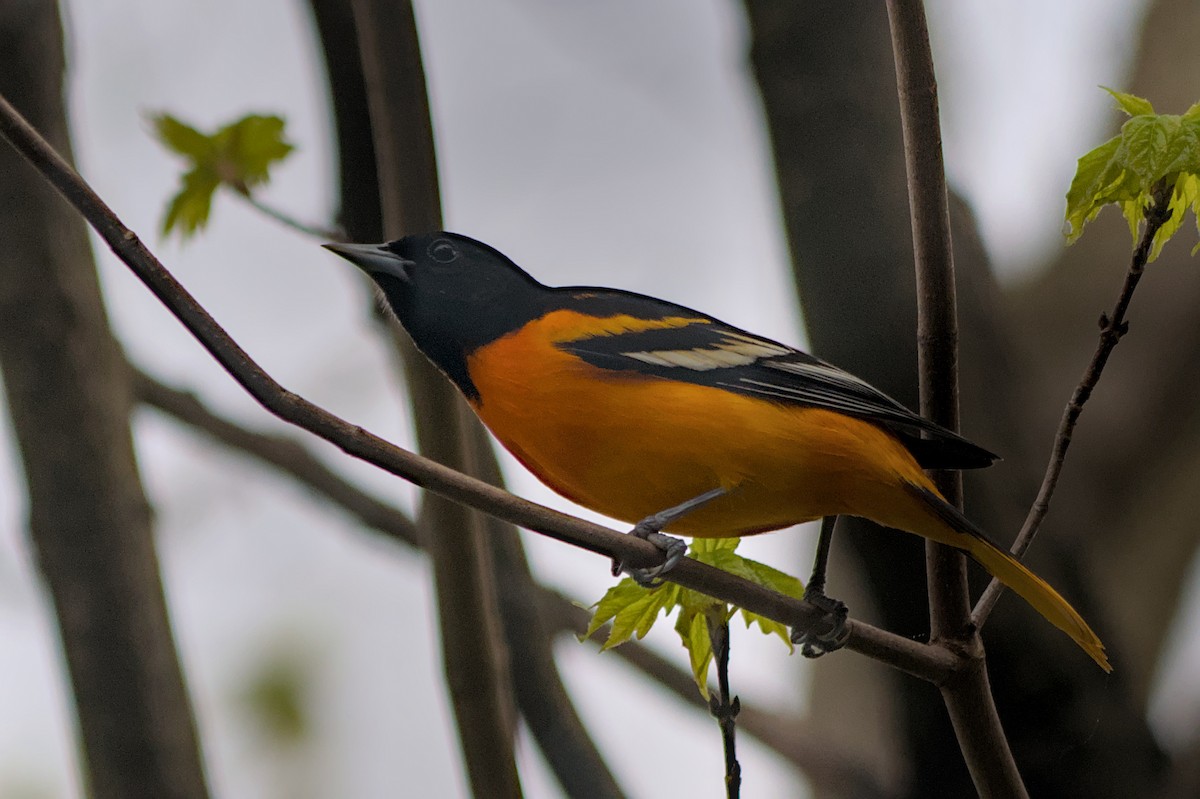 Baltimore Oriole - Meaghan Richard