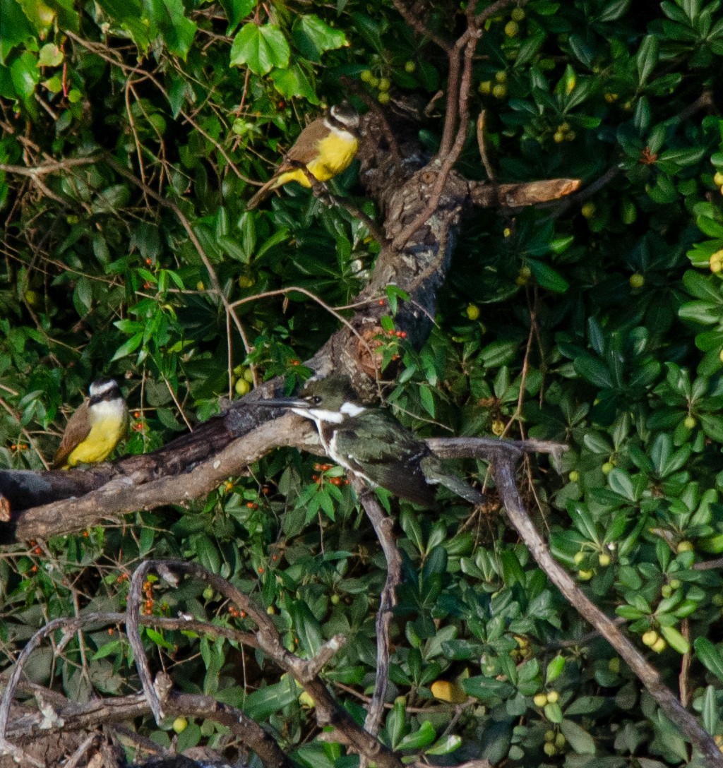 Amazon Kingfisher - Iván Eroles