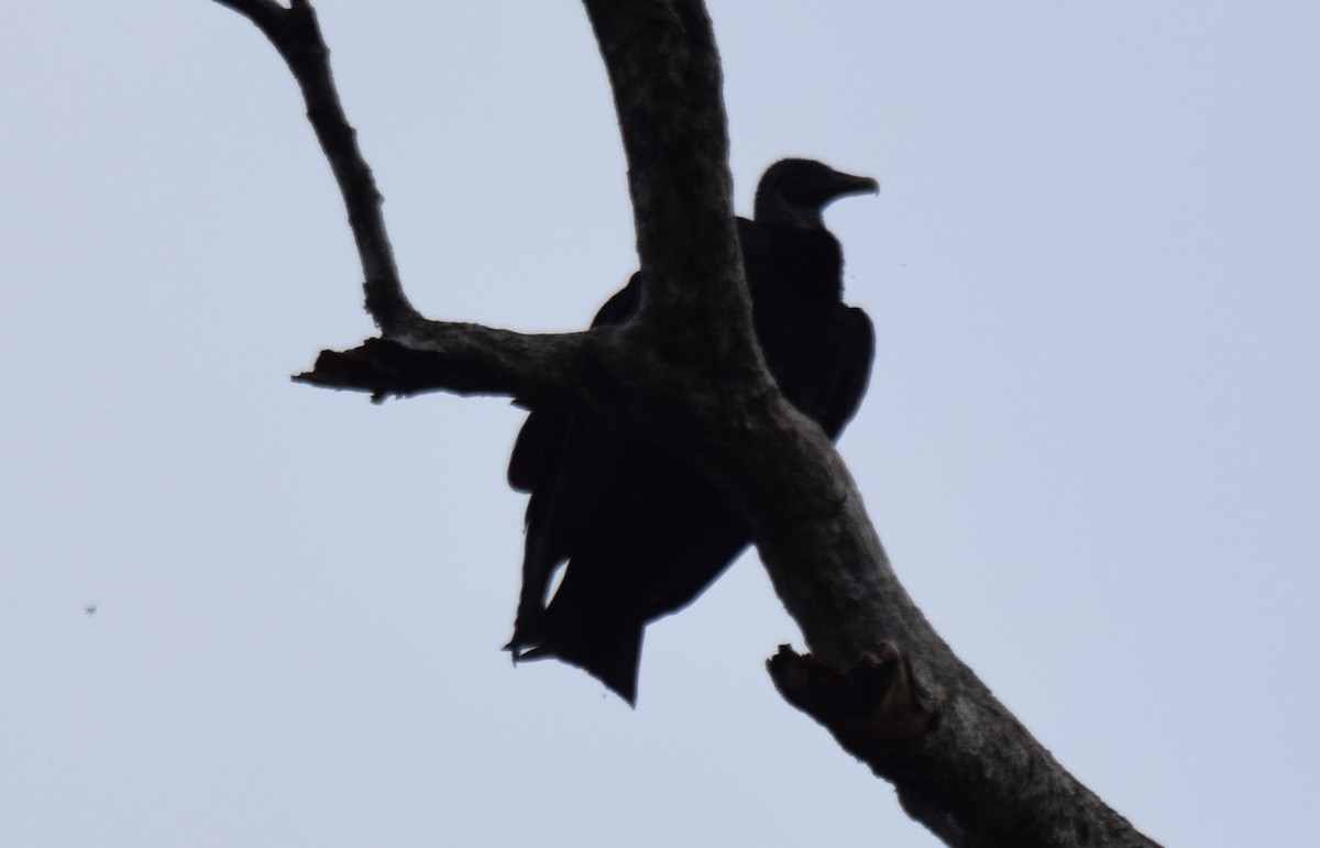 Black Vulture - Nestor Herrera