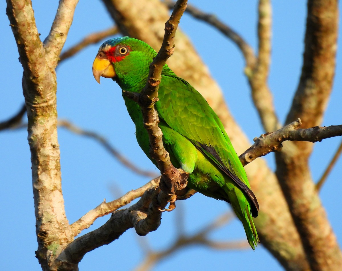 White-fronted Parrot - ML618151347