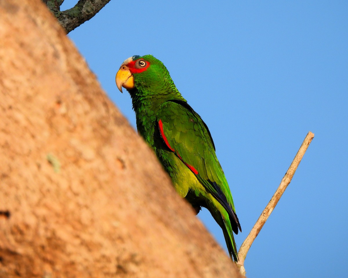 White-fronted Parrot - ML618151348