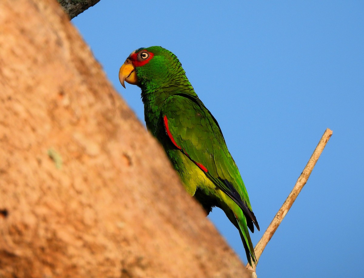 White-fronted Parrot - ML618151349