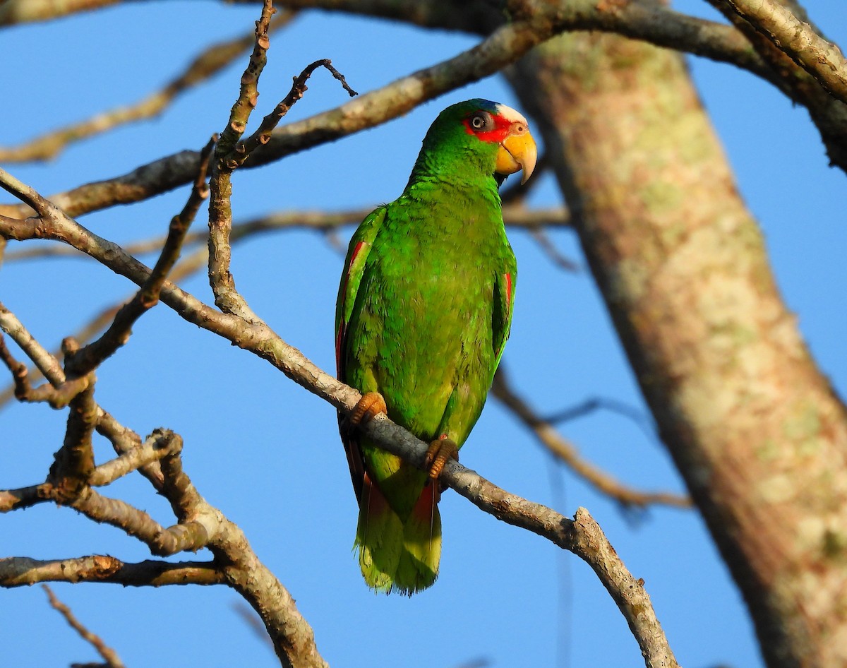 White-fronted Parrot - ML618151350