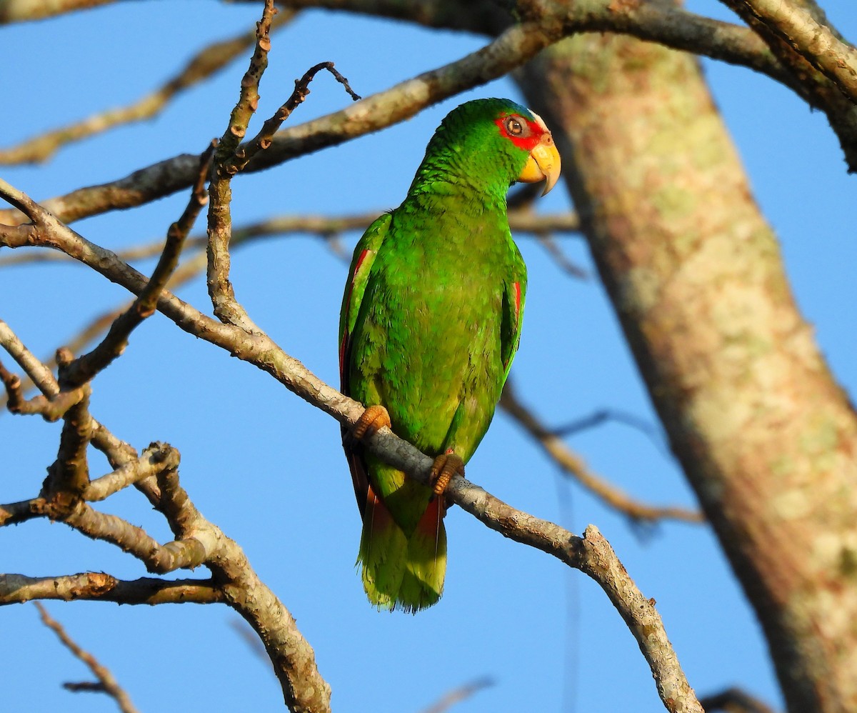 White-fronted Parrot - ML618151351