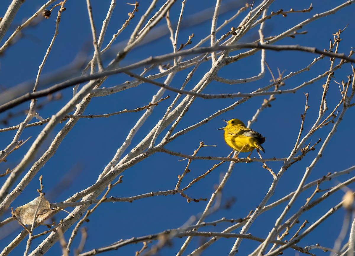 Yellow Warbler (Northern) - Cristina Avila