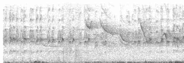 Дятел-куцохвіст чорночубий - ML618151374