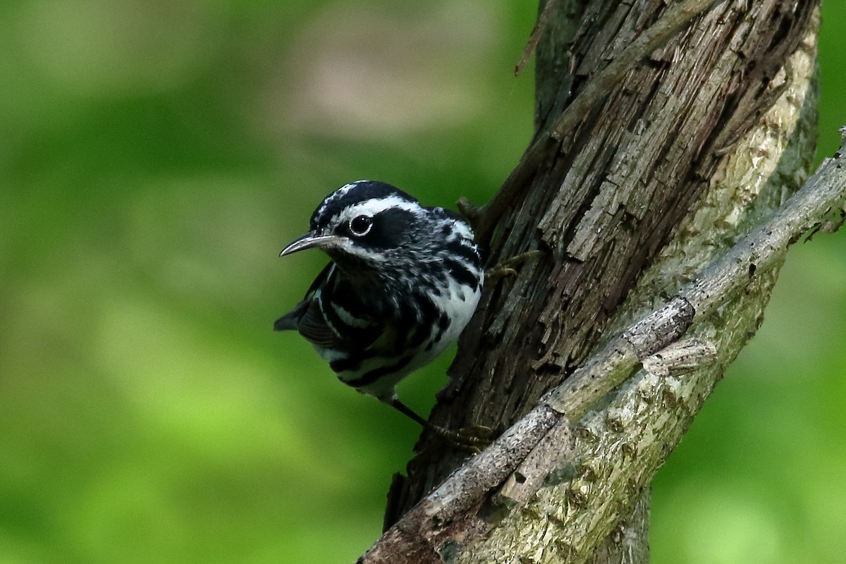 Black-and-white Warbler - John Manger