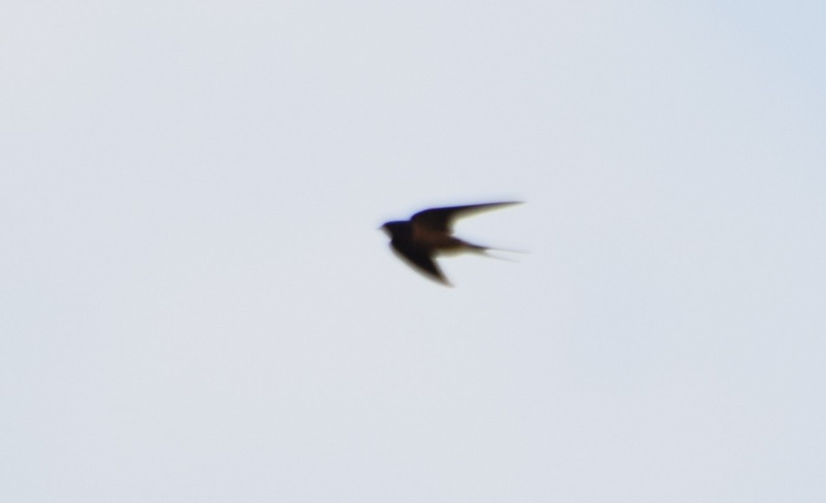 Barn Swallow - ML618151398