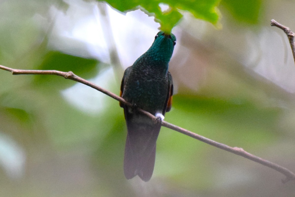 Berylline Hummingbird - Nestor Herrera