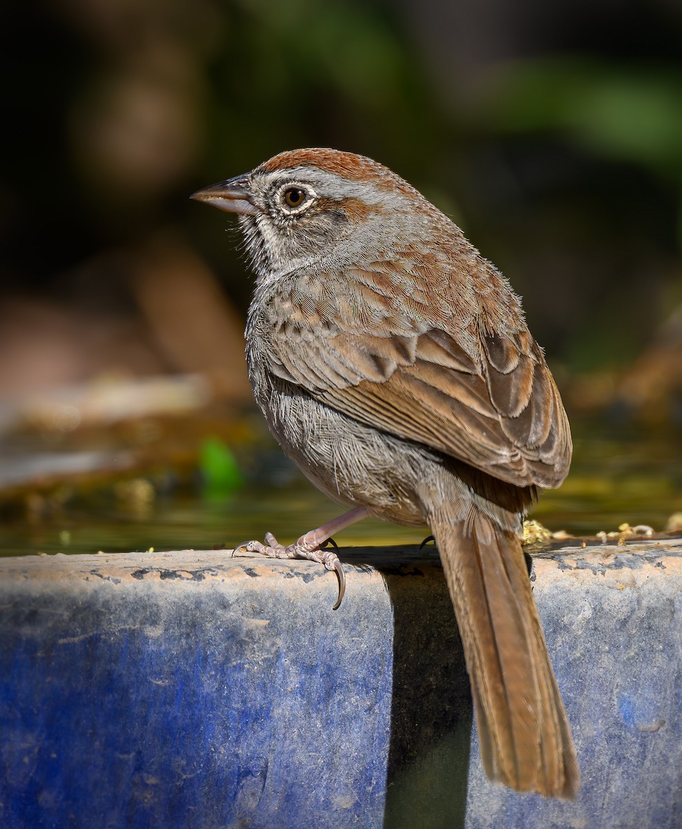 Rufous-crowned Sparrow - Cecilia Riley