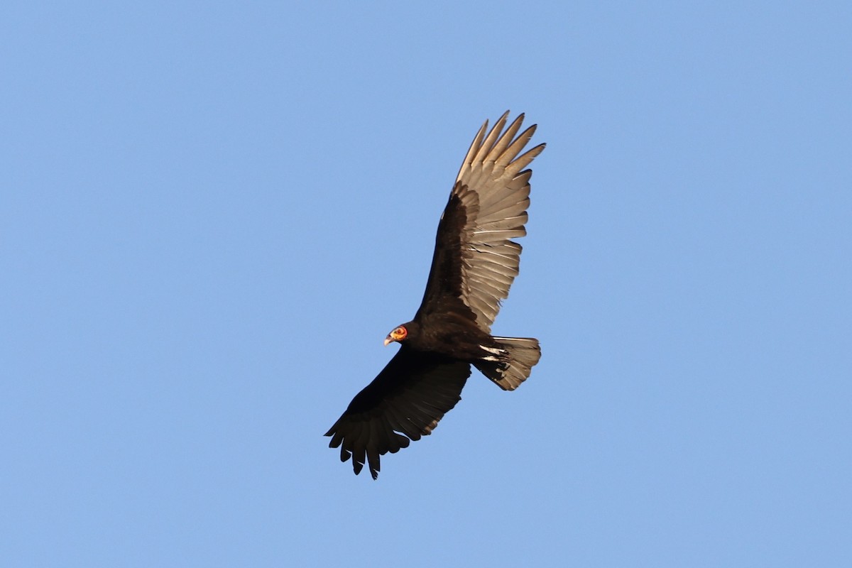 Lesser Yellow-headed Vulture - ML618151490