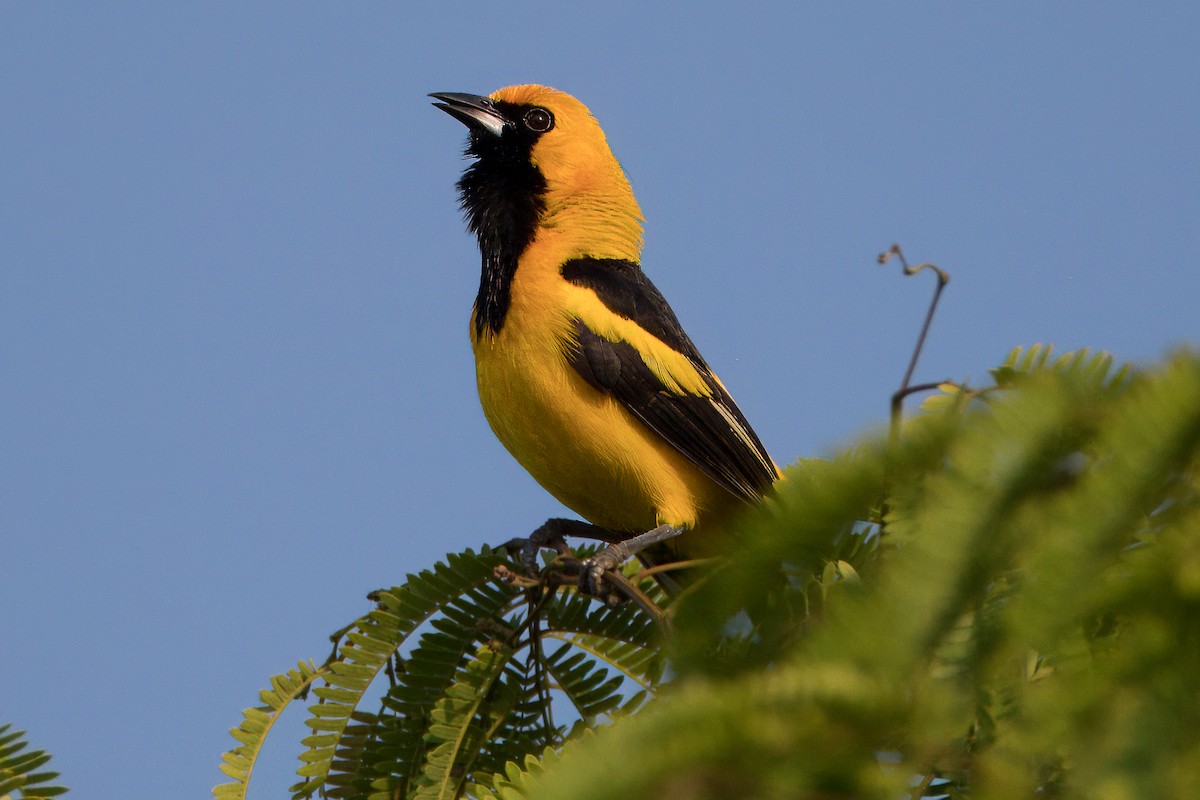 Yellow-tailed Oriole - ML618151557
