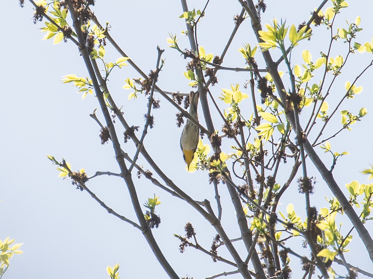 Yellow-throated Warbler - ML618151580