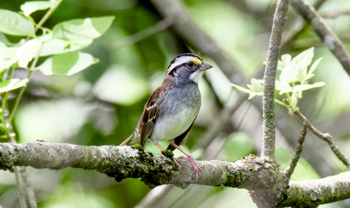 White-throated Sparrow - Rickey Shive