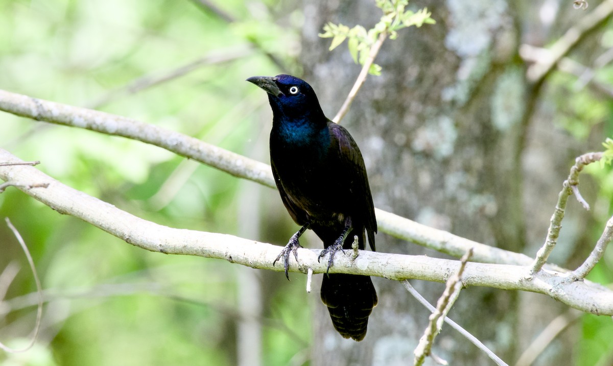 Common Grackle - Rickey Shive
