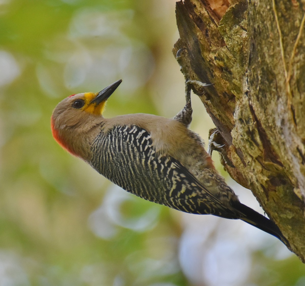 Yucatan Woodpecker - ML618151608