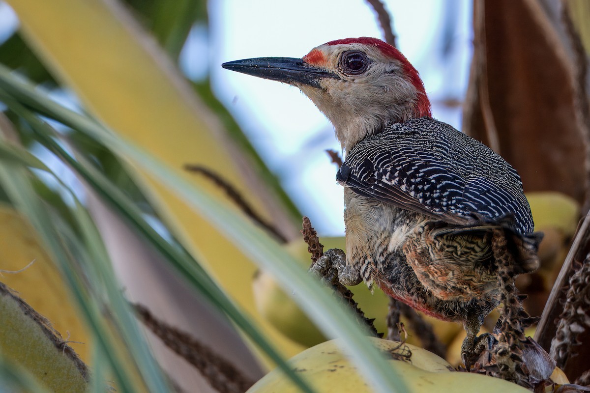 Golden-fronted Woodpecker - ML618151616