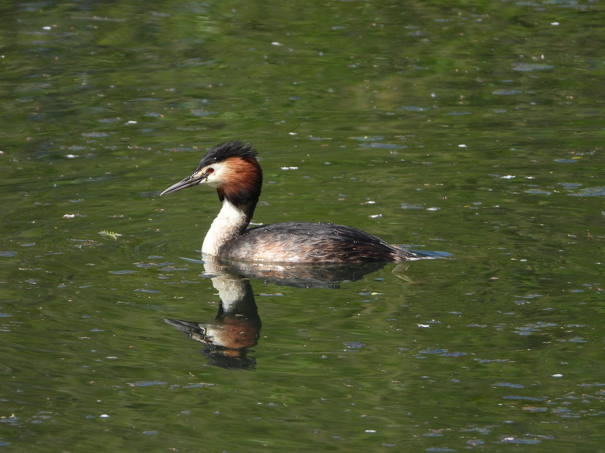 Great Crested Grebe - ML618151634