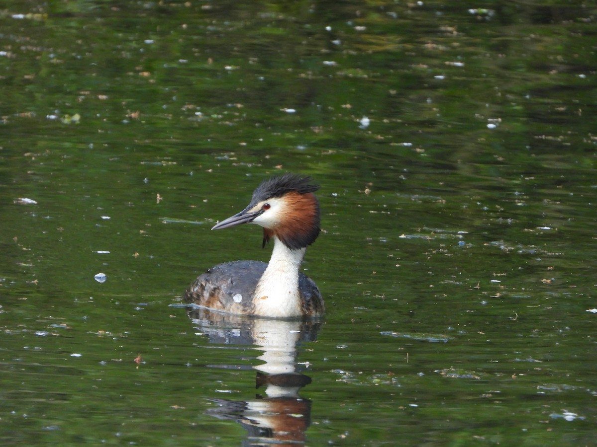 Great Crested Grebe - ML618151635
