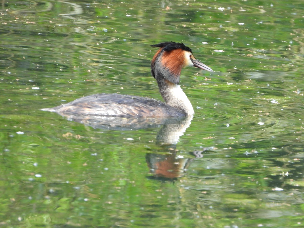 Great Crested Grebe - ML618151636