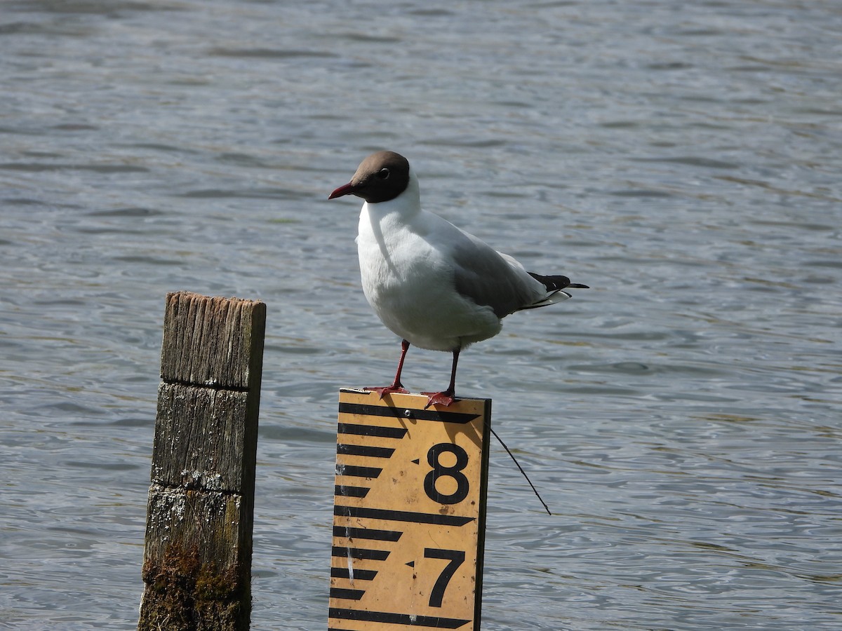 Black-headed Gull - ML618151654