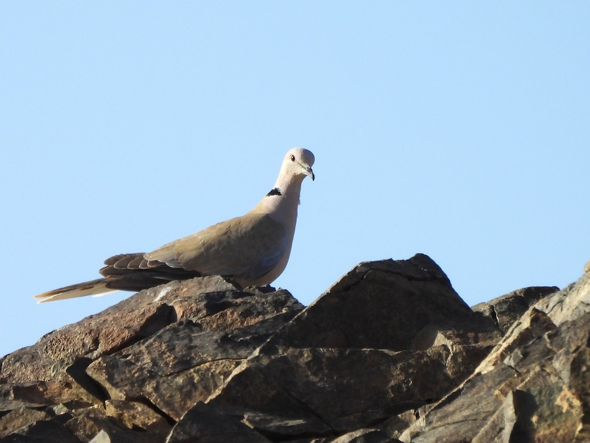 Eurasian Collared-Dove - ML618151672