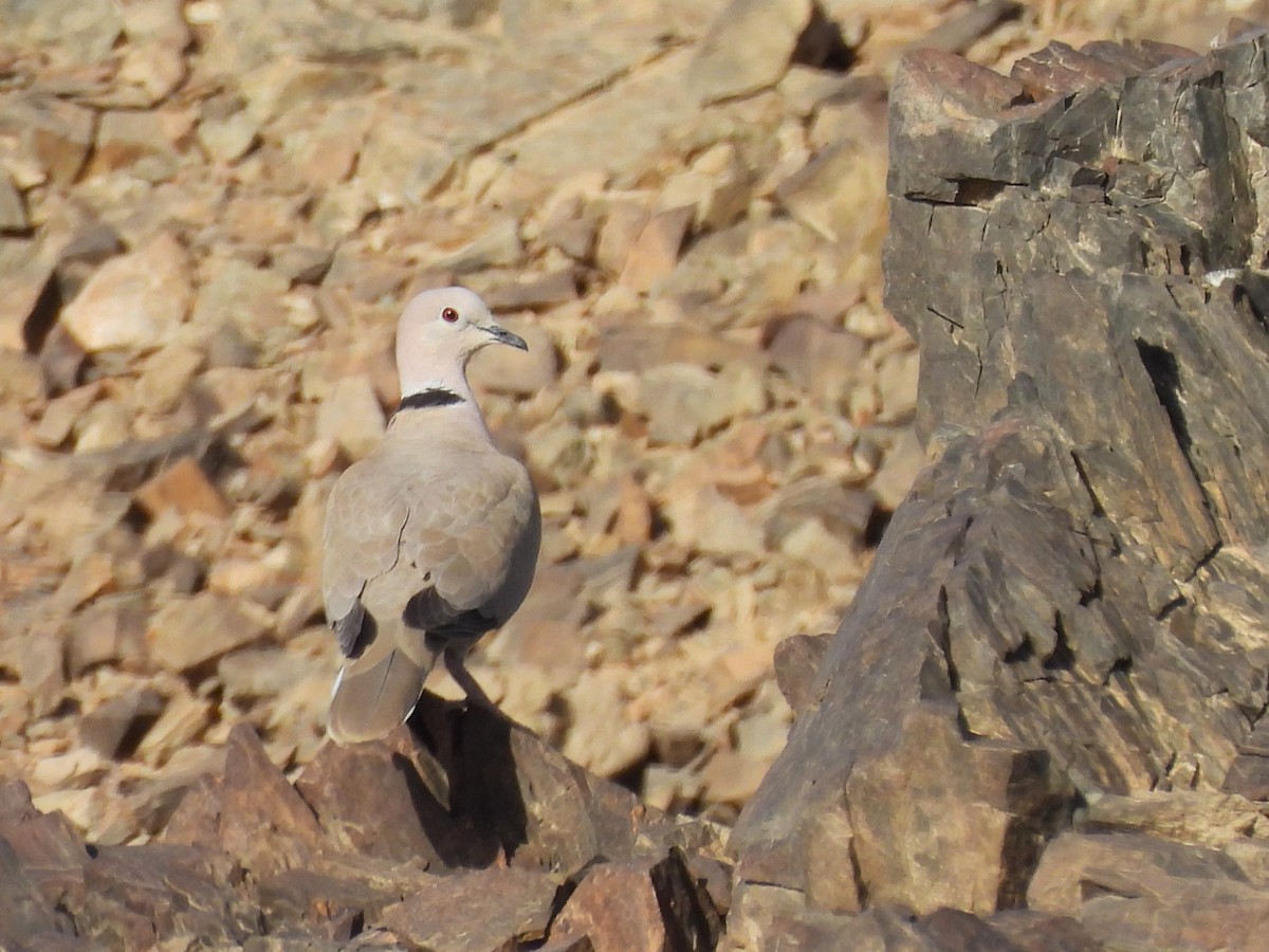 Eurasian Collared-Dove - ML618151673