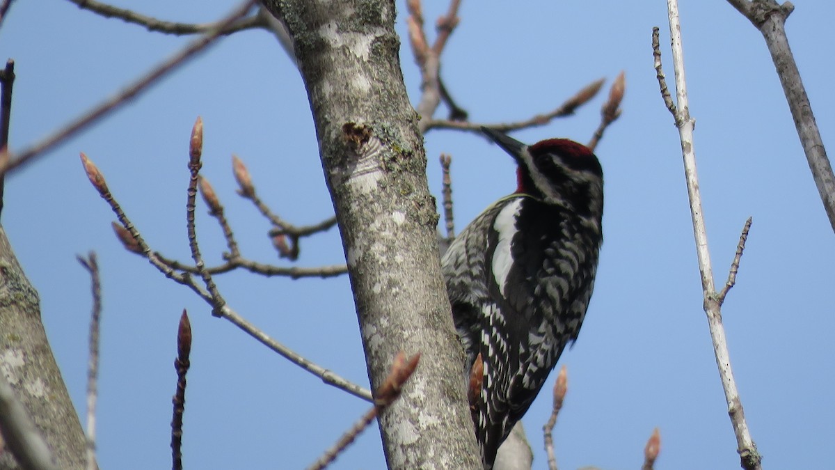 Yellow-bellied Sapsucker - Janet McCullough