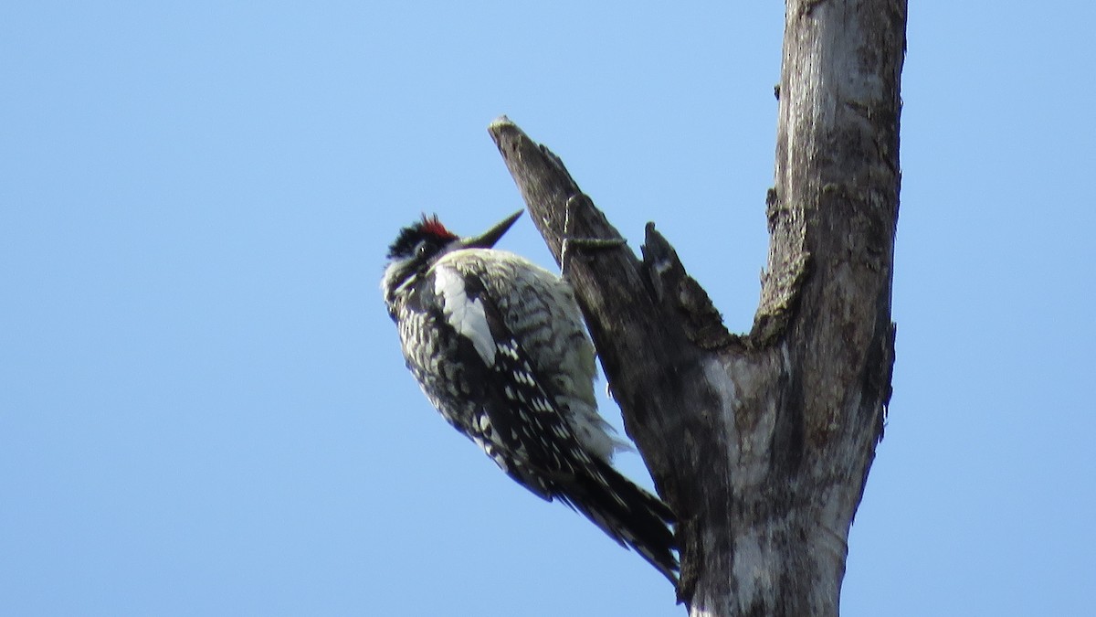 Yellow-bellied Sapsucker - Janet McCullough