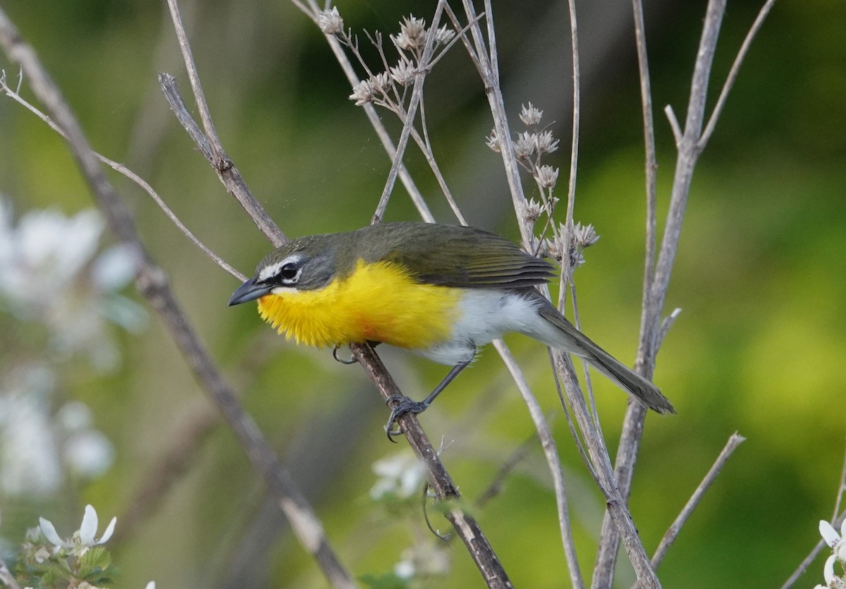 Yellow-breasted Chat - ML618151682