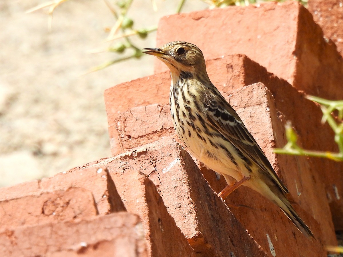 Red-throated Pipit - ML618151687