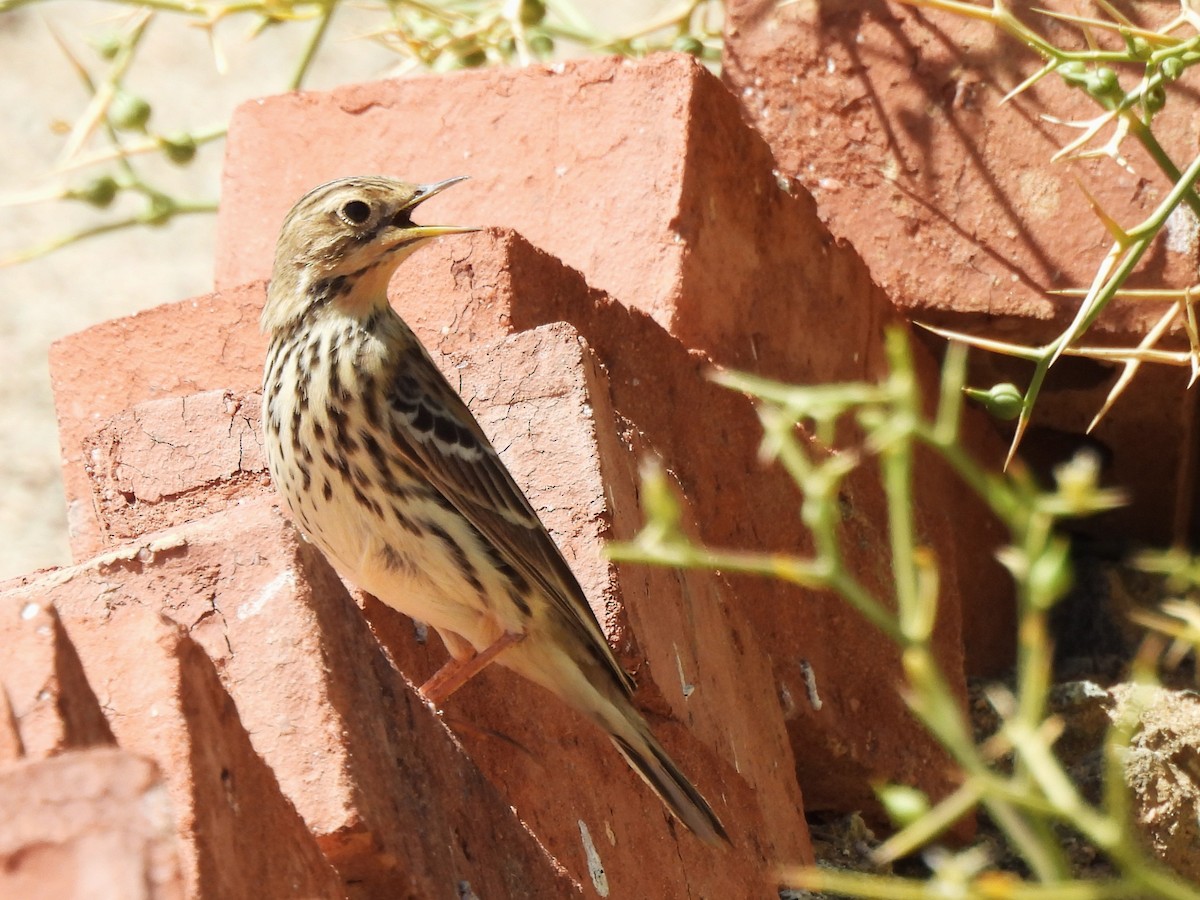 Red-throated Pipit - Ian Brown