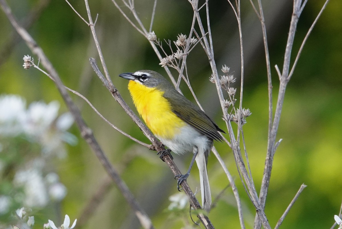 Yellow-breasted Chat - ML618151691
