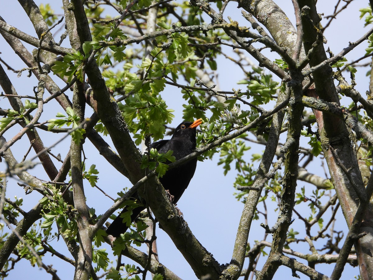 Eurasian Blackbird - ML618151693