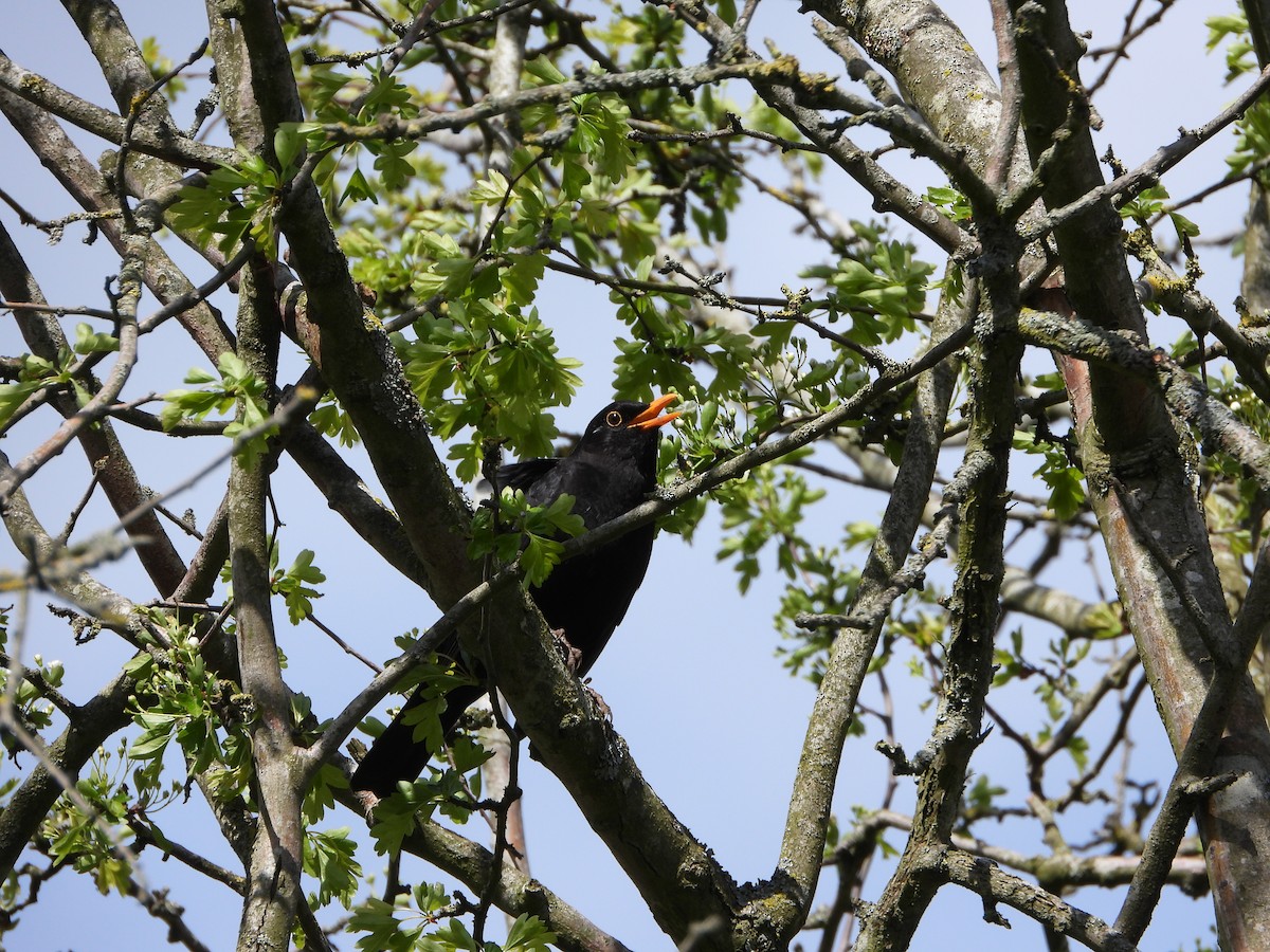 Eurasian Blackbird - ML618151698