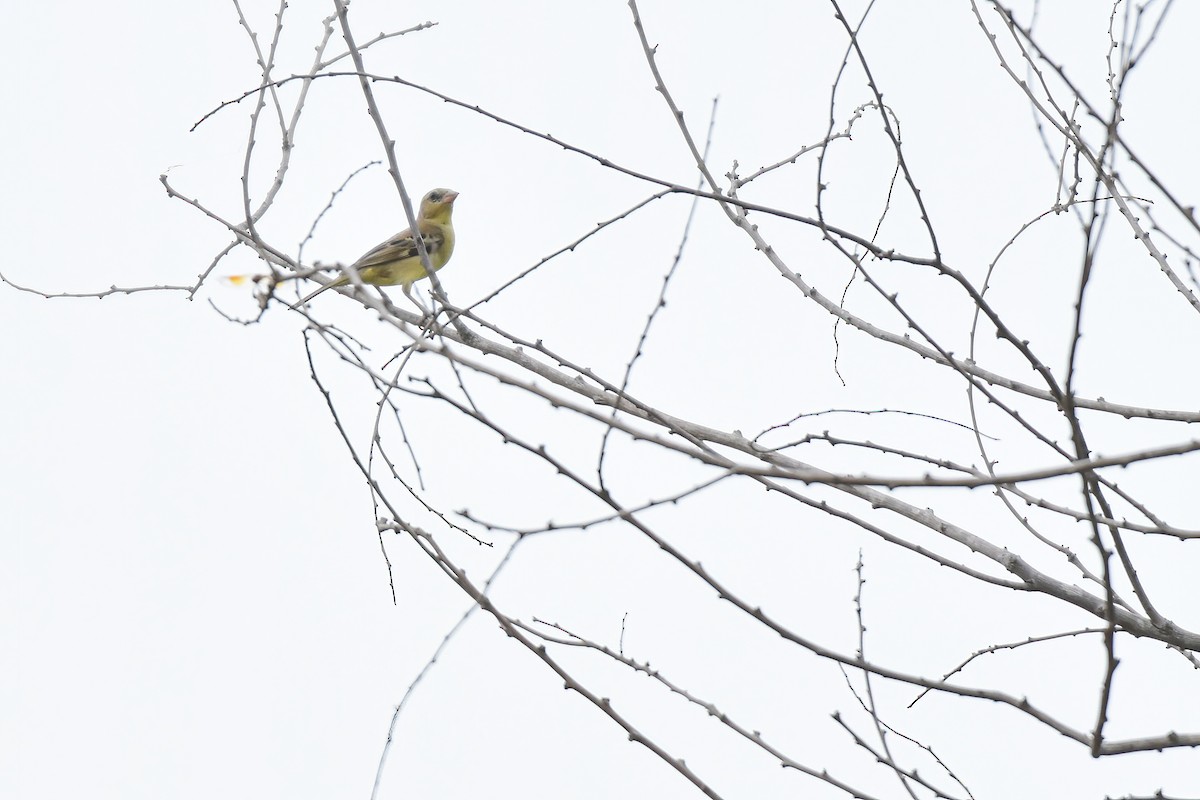 Plain-backed Sparrow - Thitiphon Wongkalasin