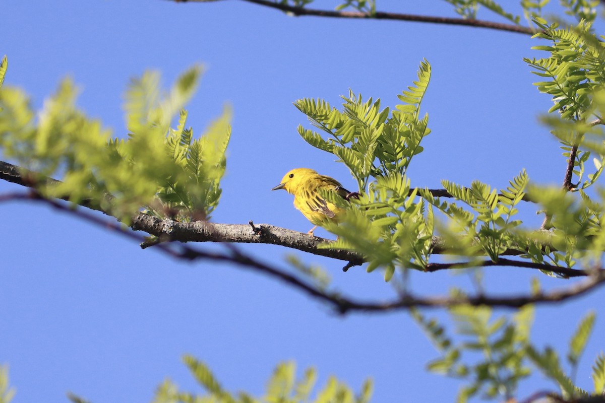 Yellow Warbler - ML618151734