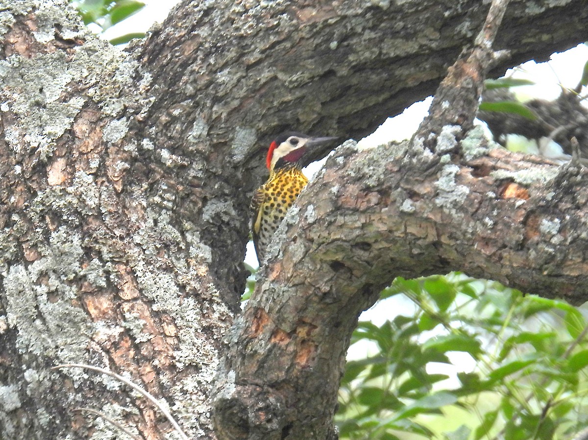 Green-barred Woodpecker - ML618151755
