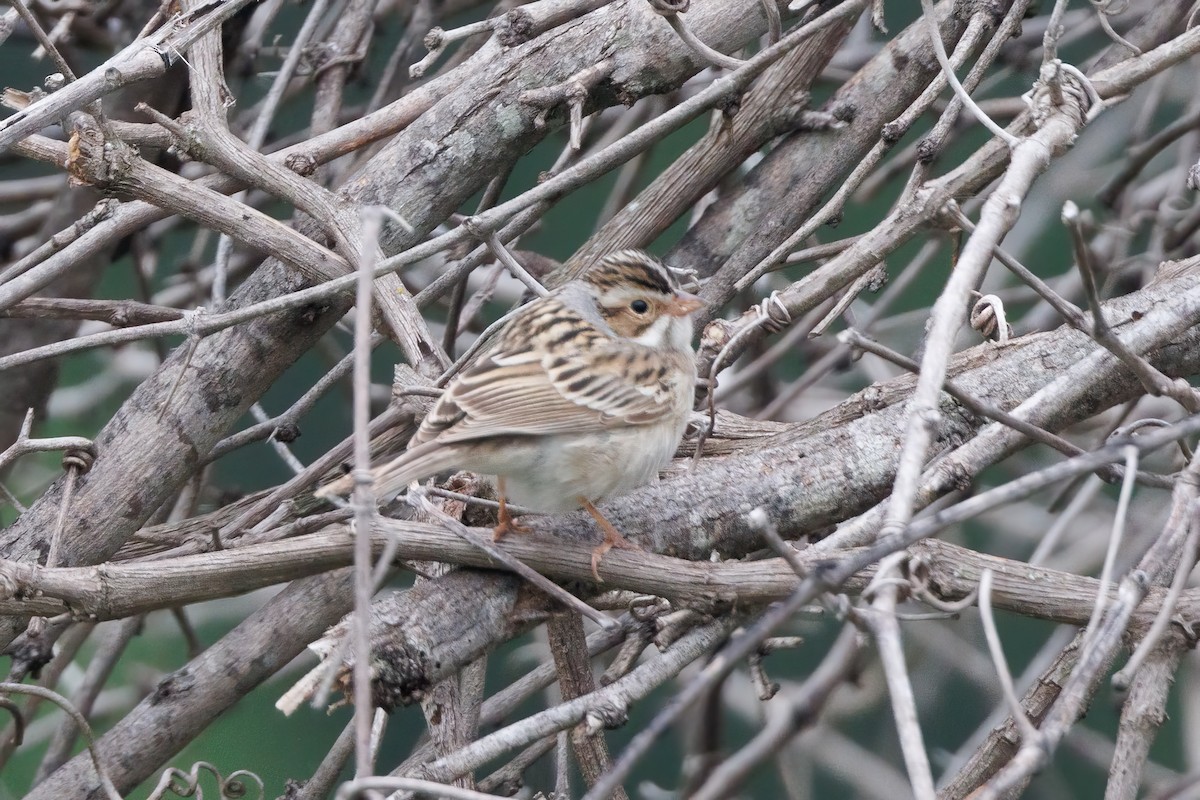 Clay-colored Sparrow - ML618151759