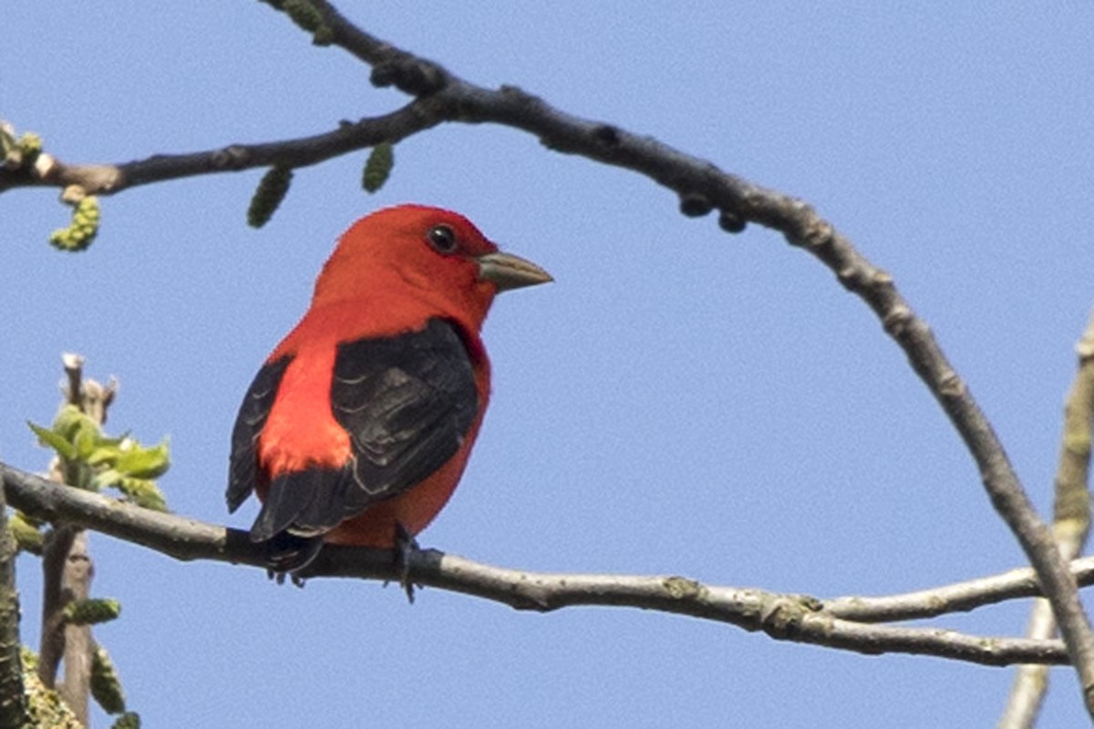 Scarlet Tanager - ML618151776