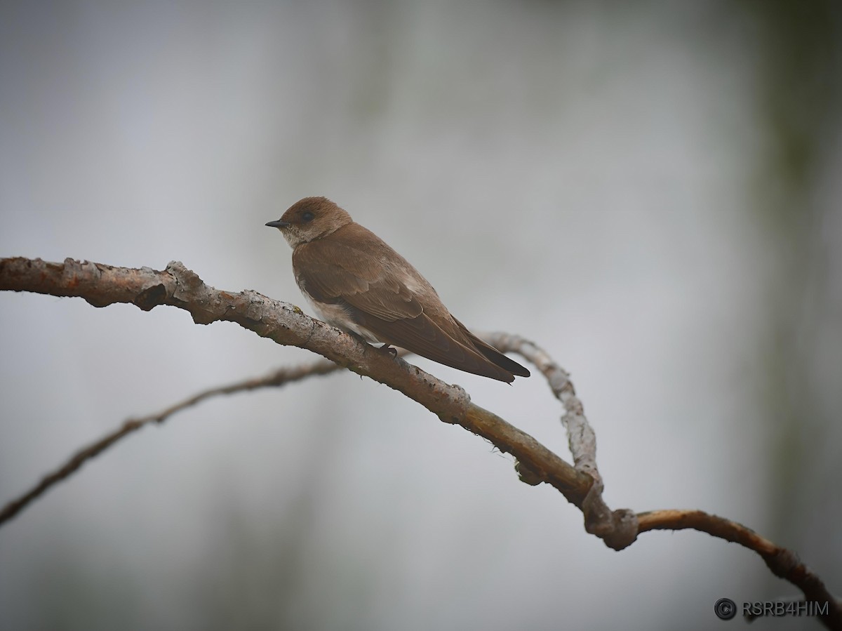 Northern Rough-winged Swallow - ML618151780