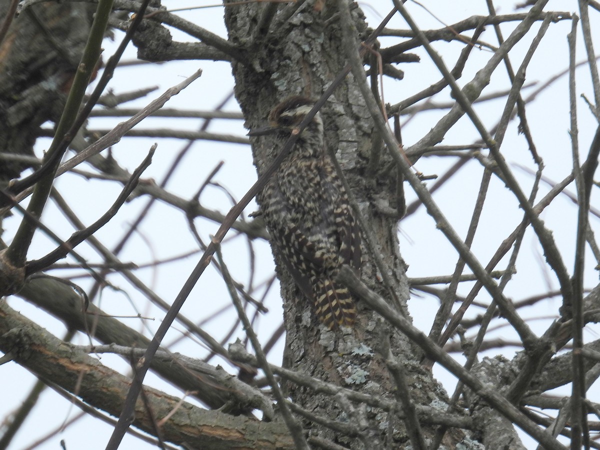 Checkered Woodpecker - ML618151795